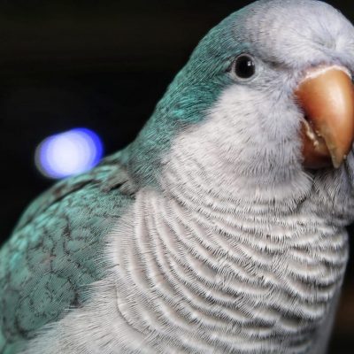 Buy Blue Quaker Parrot - Vibrant Sky Blue Monk Bird