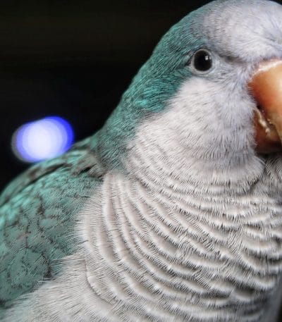 Buy Blue Quaker Parrot - Vibrant Sky Blue Monk Bird