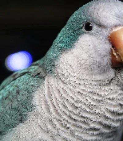 Buy Blue Quaker Parrot - Vibrant Sky Blue Monk Bird