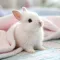 Rabbits sold by Bhopal Pets online