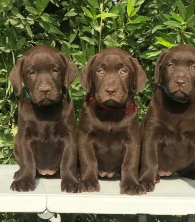 Chocolate Labrador Price Bhopal - Rare Chocolate Puppy for Sale