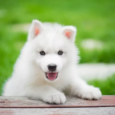 Siberian Husky Pure white sold by Bhopal Pets Online