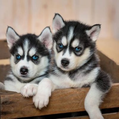 Bhopal Pets Online - Healthy Black and White Siberian Husky Adult and Puppy