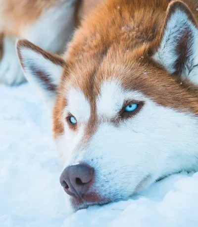 Copper Husky Bhopal - Copper and White Wooly Coat Puppy for Sale