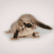 Sugar Gliders by Bhopal Pets Online