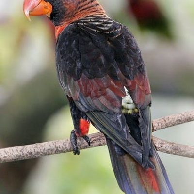 Dusky Lorikeet