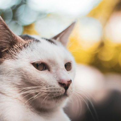 shallow focus photo of a white cat