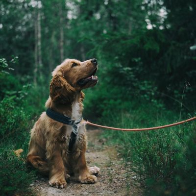 english cocker spaniel puppy sitting on ground beside grass