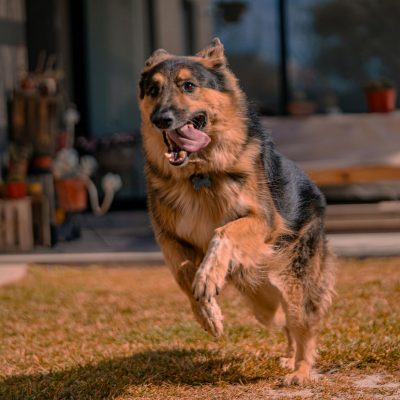 photo of a running german shepherd in shivpuri