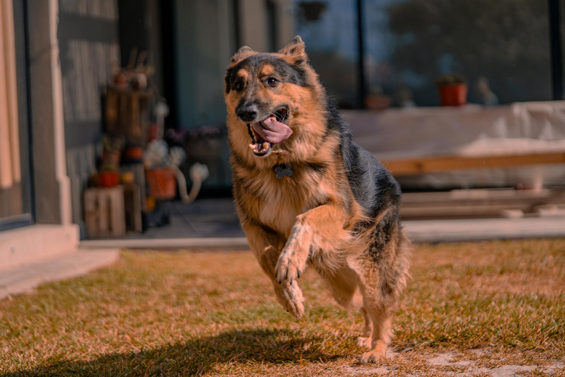 photo of a running german shepherd in shivpuri