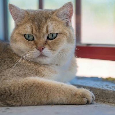 cat lying down on ground