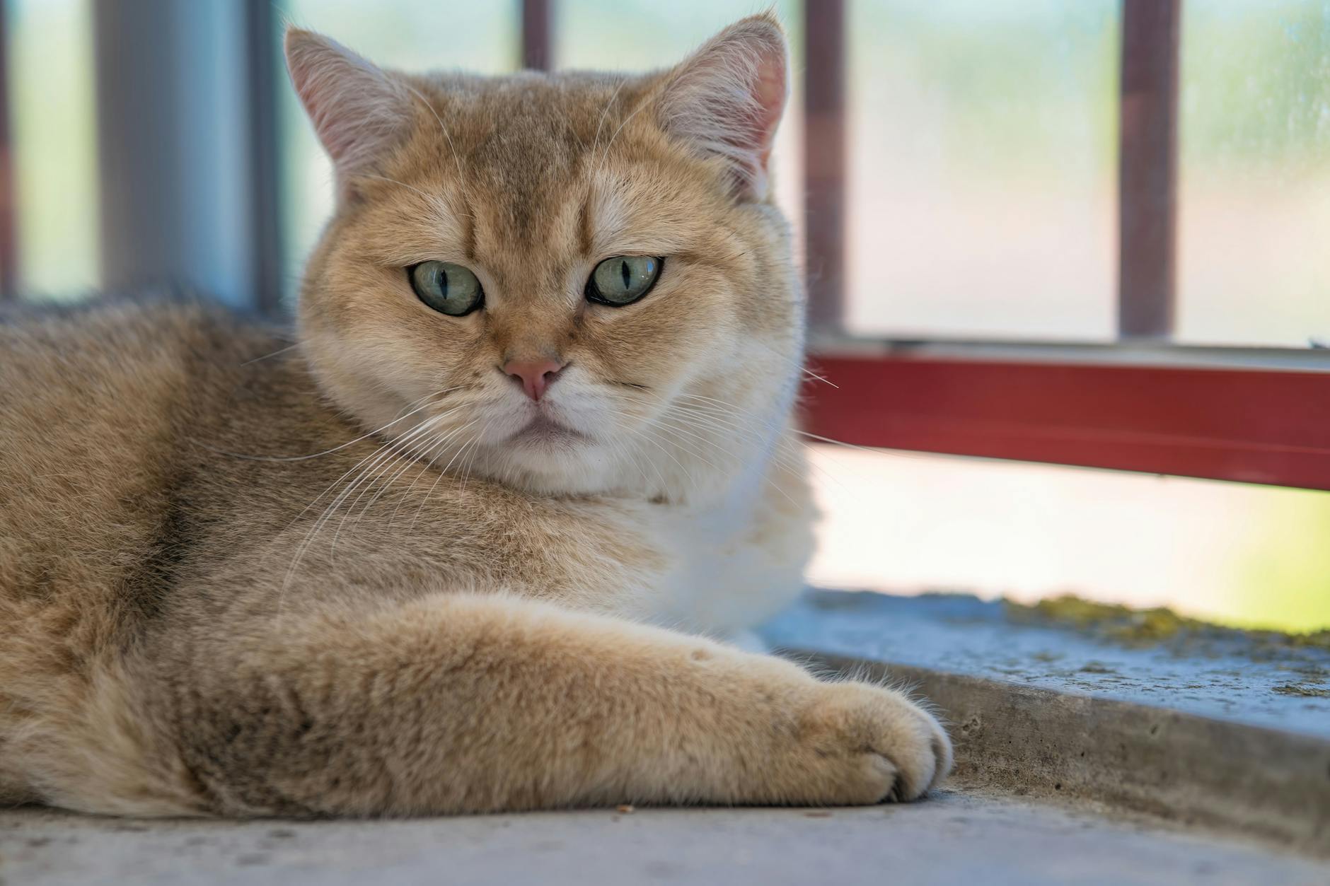 cat lying down on ground