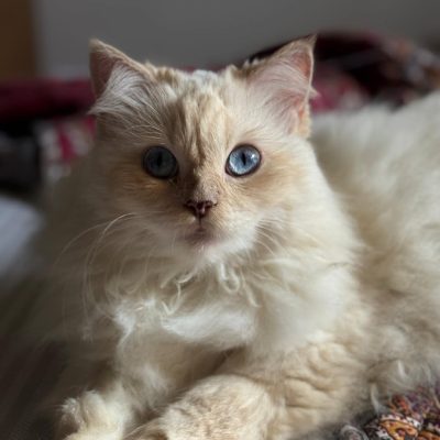 fluffy persian cat relaxing on a bed
