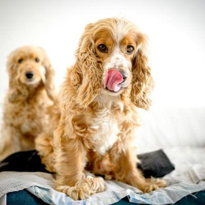 playful cocker spaniels indoors in peru