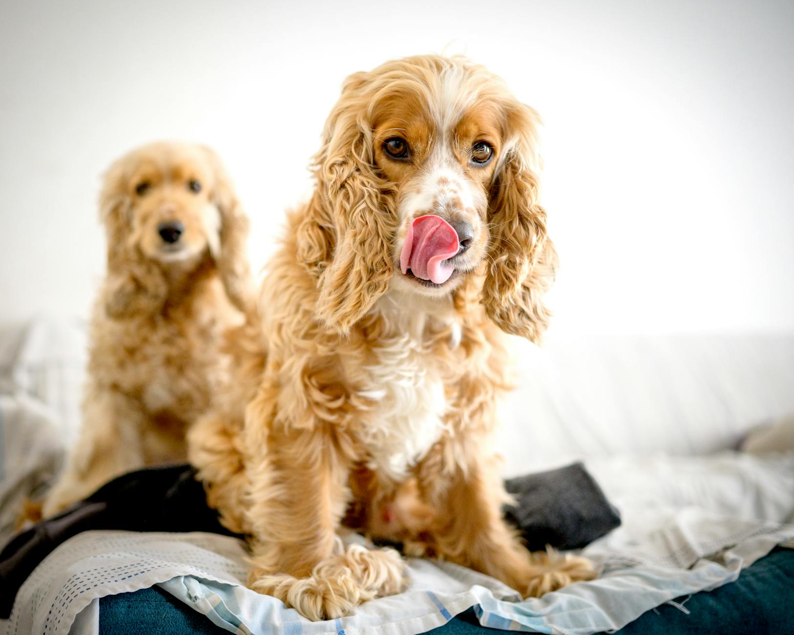 playful cocker spaniels indoors in peru
