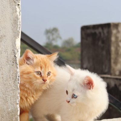 adorable fluffy kittens enjoying outdoors