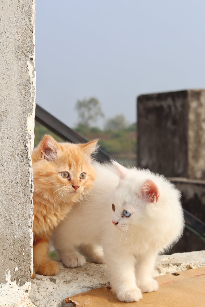 adorable fluffy kittens enjoying outdoors