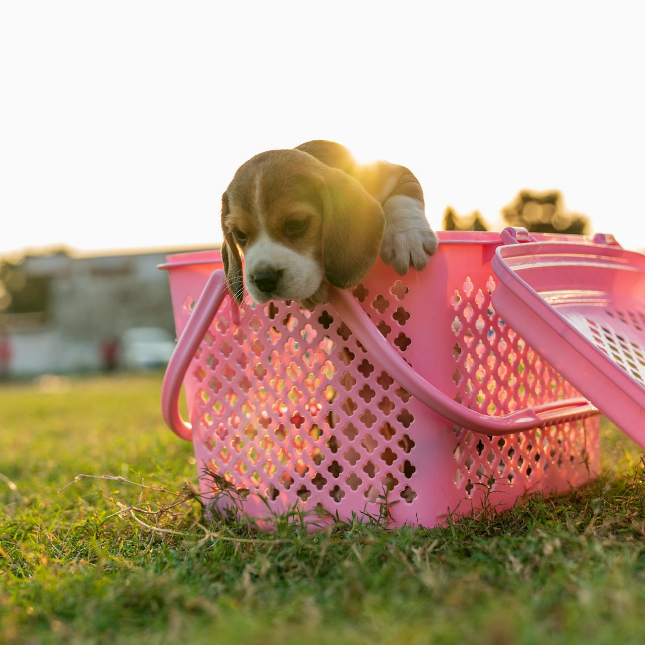 brown and white short coated small dog in pink plastic basket on green grass