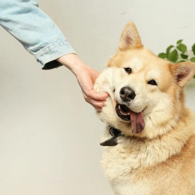 person petting a dog