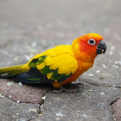 close up photo of a conure bird on the ground