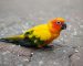 close up photo of a conure bird on the ground