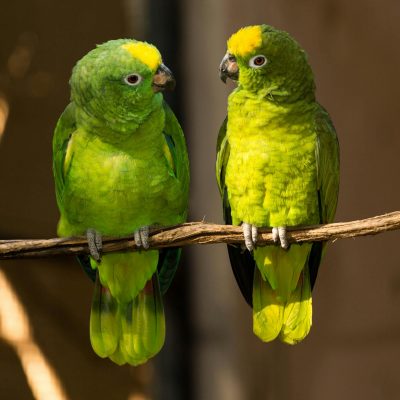 two green birds on branch